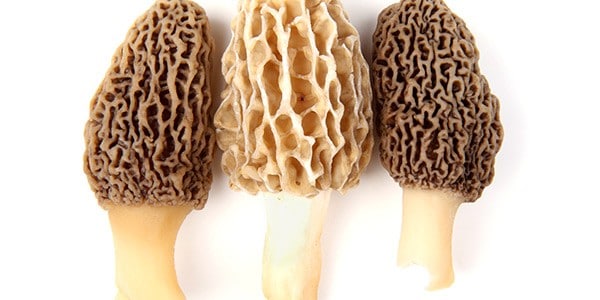 ecosparkle-fungus-natural-antifungals