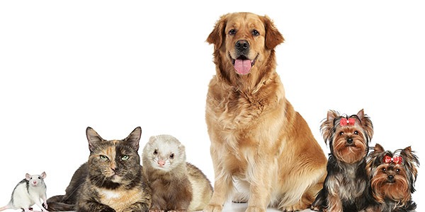 green-clean-product-pick-effeclean-eco-pet