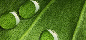 Ecosparkle-Green-Cleaning-Leaf-Image