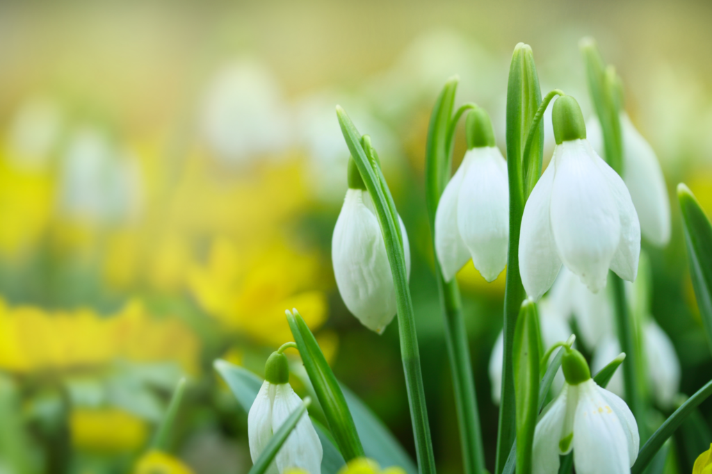 Lily of the valley on a spring meadow